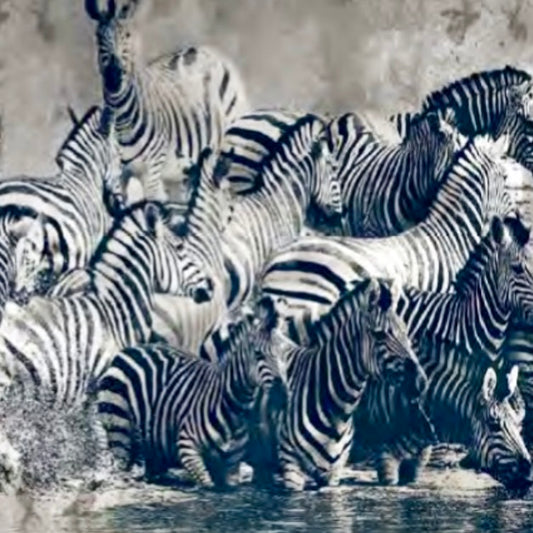 REVERSO ZEBRA